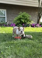 Holly, a female English Bulldog for sale in Colby, WI – 2 of 7