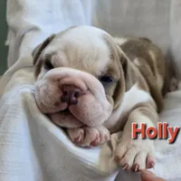 Holly, a female English Bulldog for sale in Colby, WI – 1 of 4