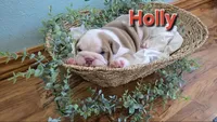 Holly, a female English Bulldog for sale in Colby, WI – 2 of 4