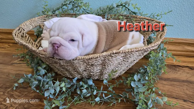 Heather – English Bulldog puppy for sale in Colby, WI