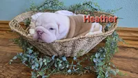 Heather, a female English Bulldog for sale in Colby, WI – 1 of 4