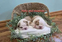 Heather, a female English Bulldog for sale in Colby, WI – 3 of 4