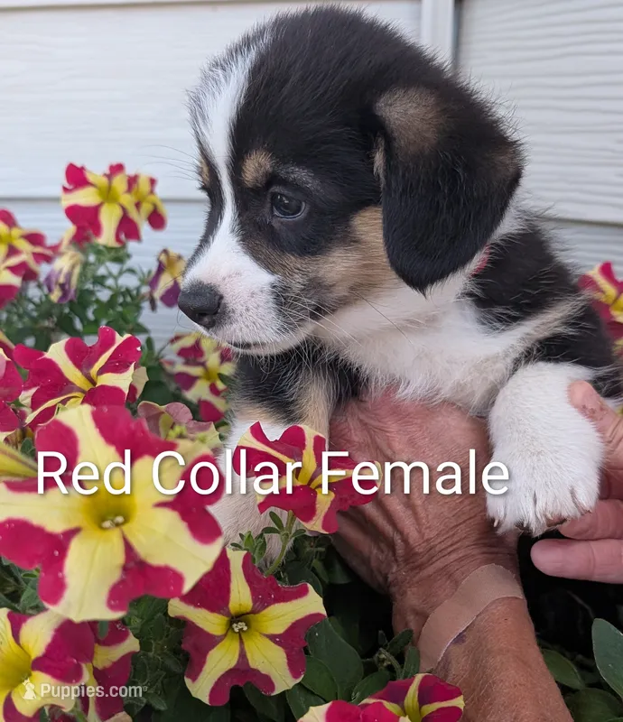 Red Collar Female – Pembroke Welsh Corgi puppy for sale in Alexandria, MN