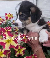 Red Collar Female, a female Pembroke Welsh Corgi for sale in Alexandria, MN – 1 of 1