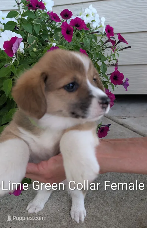 Lime Green Collar -female – Pembroke Welsh Corgi puppy for sale in Alexandria, MN