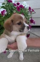 Lime Green Collar -female, a female Pembroke Welsh Corgi for sale in Alexandria, MN – 1 of 1