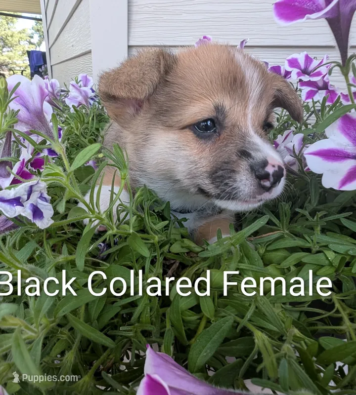 Black Collar - Female – Pembroke Welsh Corgi puppy for sale in Alexandria, MN
