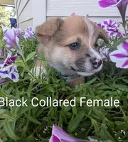 Black Collar - Female, a female Pembroke Welsh Corgi for sale in Alexandria, MN – 1 of 1
