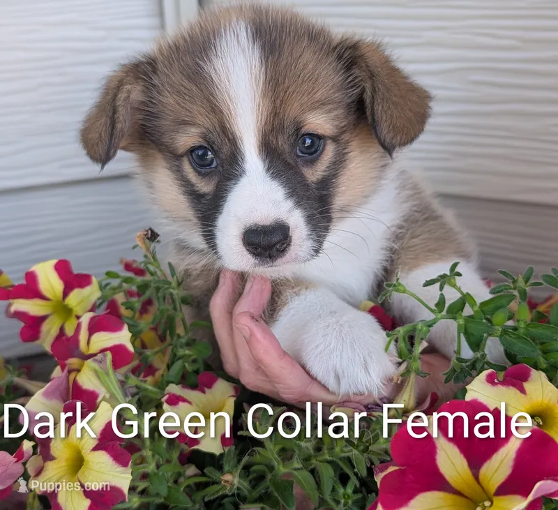 Dark Green Collar -female – Pembroke Welsh Corgi puppy for sale in Alexandria, MN