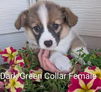 Dark Green Collar -female, a female Pembroke Welsh Corgi for sale in Alexandria, MN – 1 of 1