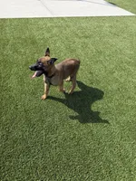 Max, a male Belgian Malinois for sale in Nashville, TN – Photo 4 of 4