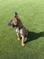 Max, a male Belgian Malinois for sale in Nashville, TN – Photo 1 of 4