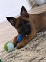 Max, a male Belgian Malinois for sale in Nashville, TN – Photo 3 of 4