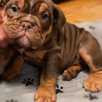 DOC Blue Ribbon lines, a male English Bulldog and Olde English Bulldogge for sale in Barbourville, KY – Photo 2 of 3