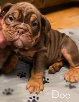 DOC Blue Ribbon lines, a male Olde English Bulldogge for sale in Barbourville, KY – Photo 2 of 3