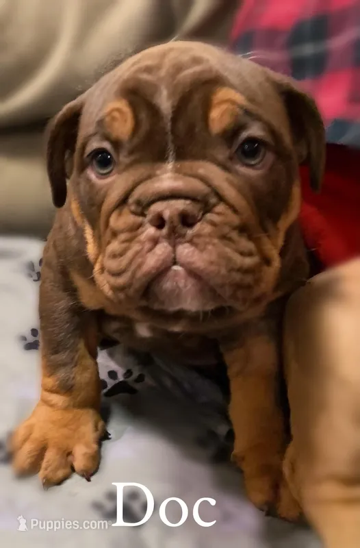 DOC Blue Ribbon lines, a male Olde English Bulldogge for sale in Barbourville, KY – Photo 1 of 3