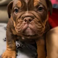 DOC Blue Ribbon lines, a male English Bulldog and Olde English Bulldogge for sale in Barbourville, KY – Photo 1 of 3