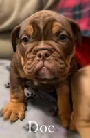 DOC Blue Ribbon lines, a male Olde English Bulldogge for sale in Barbourville, KY – Photo 1 of 3