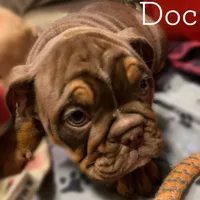 DOC Blue Ribbon lines, a male English Bulldog and Olde English Bulldogge for sale in Barbourville, KY – Photo 3 of 3