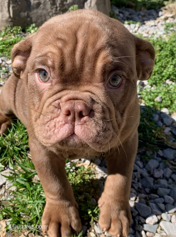 Moose Blue Ribbon British lines