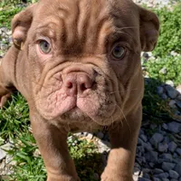 Moose Blue Ribbon British lines, a male English Bulldog and Olde English Bulldogge for sale in Barbourville, KY – Photo 1 of 6