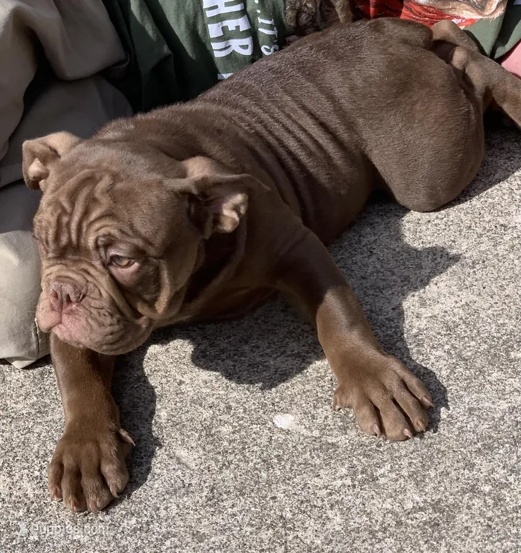 Rarer Solid chocolate Blue Ribbon British lines – English Bulldog, Olde English Bulldogge puppy for sale in Barbourville, KY