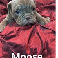 Moose Blue Ribbon British lines, a male English Bulldog and Olde English Bulldogge for sale in Barbourville, KY – Photo 3 of 6