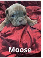Moose Blue Ribbon British lines, a male Olde English Bulldogge for sale in Barbourville, KY – Photo 2 of 3
