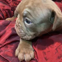Moose Blue Ribbon British lines, a male English Bulldog and Olde English Bulldogge for sale in Barbourville, KY – Photo 4 of 6