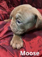 Moose Blue Ribbon British lines, a male Olde English Bulldogge for sale in Barbourville, KY – Photo 3 of 3