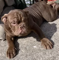 Chocolate Blue Ribbon Champion and British lines, a male English Bulldog and Olde English Bulldogge for sale in Barbourville, KY – Photo 8 of 8