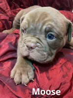 Moose Blue Ribbon British lines, a male Olde English Bulldogge for sale in Barbourville, KY – Photo 1 of 3