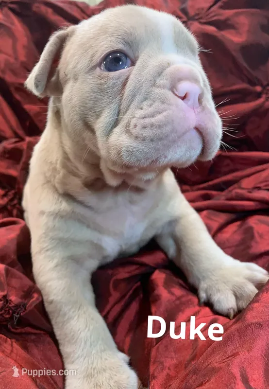 DUKE British and blue ribbon lines, a male Olde English Bulldogge for sale in Barbourville, KY – Photo 1 of 3