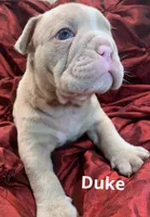 DUKE British and blue ribbon lines, a male Olde English Bulldogge for sale in Barbourville, KY – Photo 1 of 3
