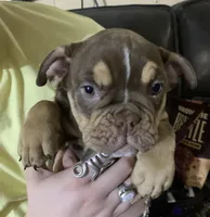 MAGGIE British and blue ribbon Tri chocolate, a female English Bulldog and Olde English Bulldogge for sale in Barbourville, KY – Photo 1 of 3