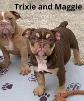 MAGGIE British and blue ribbon Tri chocolate, a female English Bulldog and Olde English Bulldogge for sale in Barbourville, KY – Photo 2 of 3