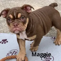 MAGGIE British and blue ribbon Tri chocolate, a female English Bulldog and Olde English Bulldogge for sale in Barbourville, KY – Photo 3 of 3