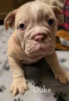PENDING DUKE British and blue ribbon lines, a male Olde English Bulldogge for sale in Barbourville, KY – Photo 6 of 6