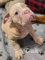 PENDING DUKE British and blue ribbon lines, a male Olde English Bulldogge for sale in Barbourville, KY – Photo 5 of 6