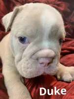 DUKE British and blue ribbon lines, a male Olde English Bulldogge for sale in Barbourville, KY – Photo 3 of 3