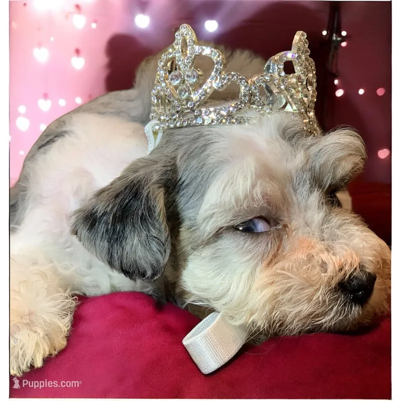 Angel Tiny Toy schnauzer – Miniature Schnauzer, Schnoodle puppy for sale in Barbourville, KY