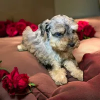 ATOM teacup blue merle schnoodle, a male Miniature Schnauzer and Schnoodle for sale in Barbourville, KY – 4 of 4