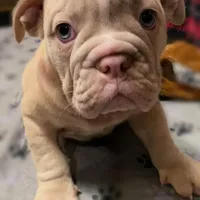 Duke British lineage, a male English Bulldog and Olde English Bulldogge for sale in Barbourville, KY – Photo 2 of 3