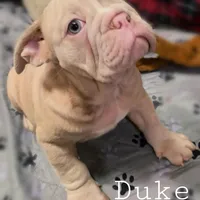 Duke British lineage, a male English Bulldog and Olde English Bulldogge for sale in Barbourville, KY – Photo 1 of 3