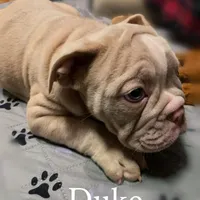Duke British lineage, a male English Bulldog and Olde English Bulldogge for sale in Barbourville, KY – Photo 3 of 3