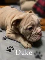 Duke British lineage, a male Olde English Bulldogge for sale in Barbourville, KY – Photo 3 of 3