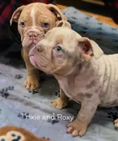 Pending - Roxy British lines, a female Olde English Bulldogge for sale in Barbourville, KY – Photo 2 of 2