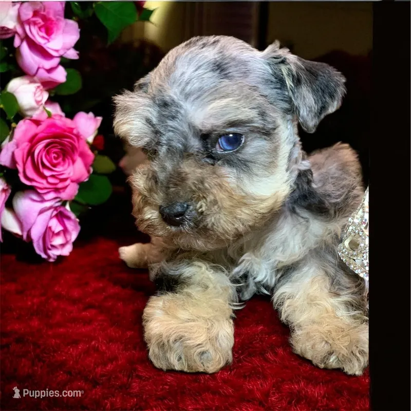 ATOM teacup blue merle schnoodle – Miniature Schnauzer, Schnoodle puppy for sale in Barbourville, KY