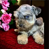 ATOM teacup blue merle schnoodle, a male Miniature Schnauzer and Schnoodle for sale in Barbourville, KY – 1 of 4