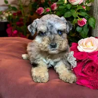 ATOM teacup blue merle schnoodle, a male Miniature Schnauzer and Schnoodle for sale in Barbourville, KY – 2 of 4